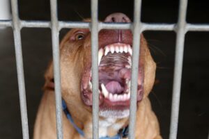 Hombre gravemente herido por su pitbull en Ciudad del Este