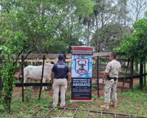 Intervención policial en Coronel Oviedo incauta 300 kilos de carne vacuna