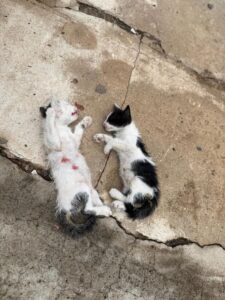 Investigación por maltrato animal en Asunción tras denuncia de gatitos muertos