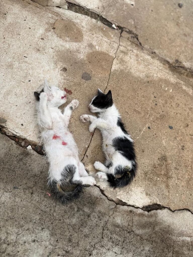 Investigación por maltrato animal en Asunción tras denuncia de gatitos muertos