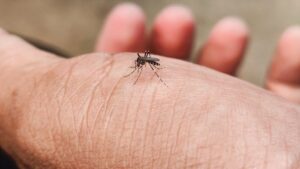 Ministerio de Salud de Paraguay advierte sobre brote de chikunguña y dengue