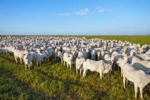 Paraguay enfrenta ajuste en su ganadería con caída del 9% en hato bovino