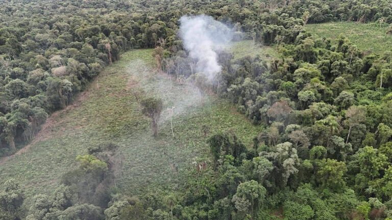 Senad desmantela plantación de marihuana en reserva privada en Ñacunday