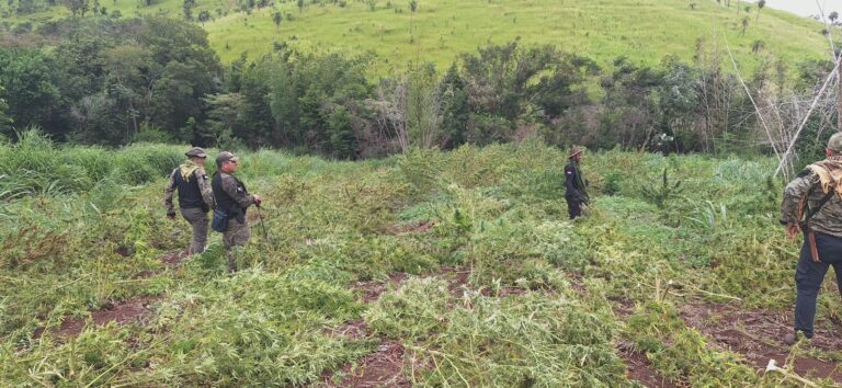 Golpe al corazón del narcotráfico en Zanja Pytá: El rastro de la marihuana que no llegará al mercado