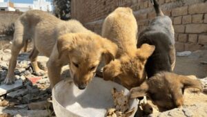 Intervienen en caso grave de abandono y muerte de mascotas.