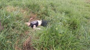 Hombre de 60 años muere tras ser atropellado en Cerro Corá.