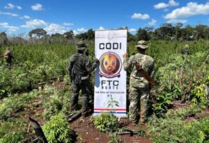 Golpe millonario al narcotráfico: destruyen 60 toneladas de marihuana en Amambay