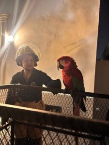 Bomberos de Concepción rescatan guacamayo rojo y esperan decisión judicial