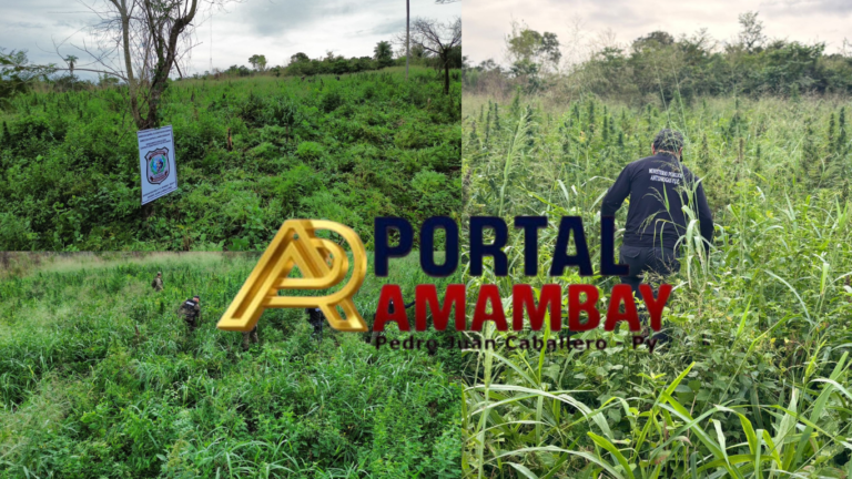 Plan SUMAR: Desmantelan complejo de producción de marihuana y destruyen 6 hectáreas en Cerro Corá