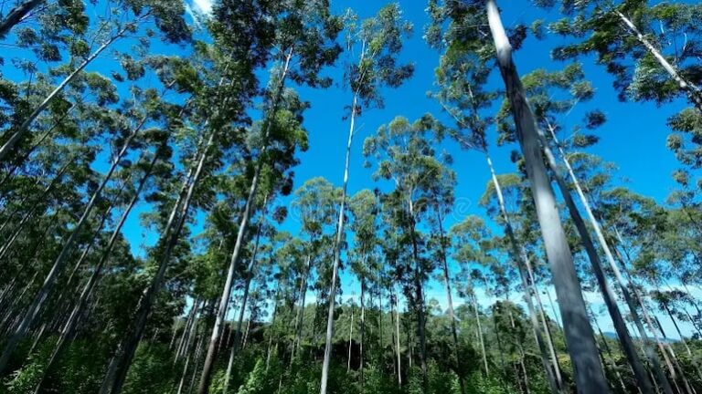 Expo Madera Paraguay 2026 promueve crecimiento del sector foresto-industrial en Asunción
