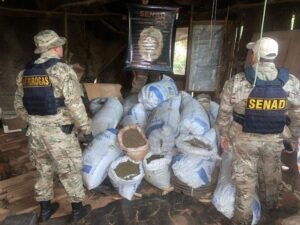 Senad destruye plantación de cannabis en Maracaná y quema 1.460 kilos