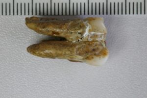 Una proteína revela el episodio más antiguo de sexo y procreación entre especies humanas