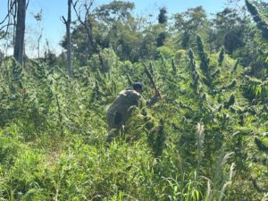 Narco estructura rural desmantelada: erradican cultivos y destruyen 800 kilos de marihuana en Amambay