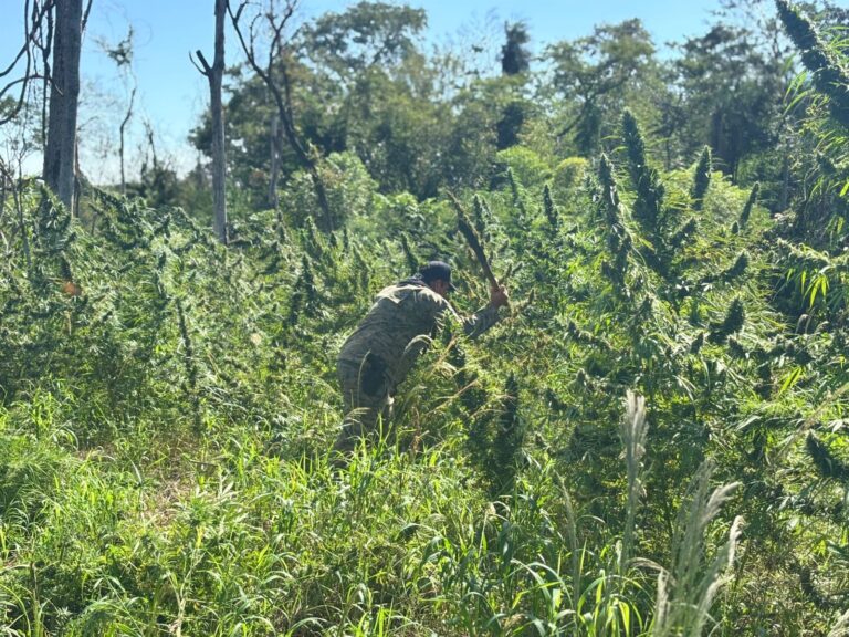 Narco estructura rural desmantelada: erradican cultivos y destruyen 800 kilos de marihuana en Amambay
