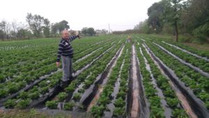 Carlos Quintana, pionero de la producción frutillera en Estanzuela, Itauguá
