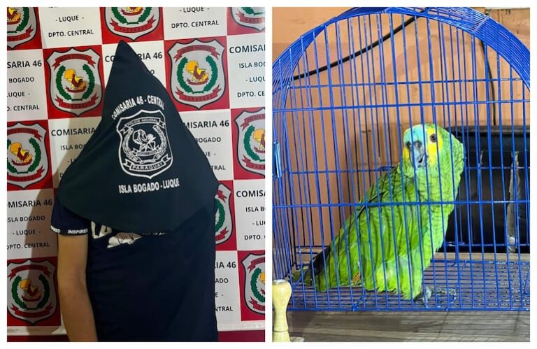 Desarticulan venta ilegal de loro en Luque y animal es rescatado