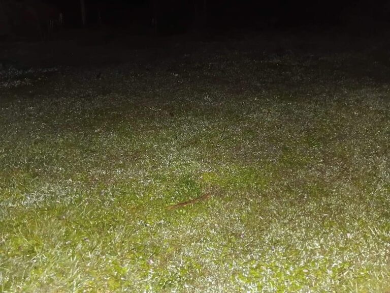 Escarcha cubre campos de Carapeguá tras mínima de 3 grados en junio