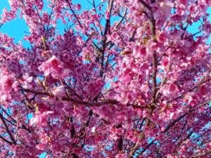 Festival del Cerezo en Flor atrae turismo interno a La Paz este fin de semana