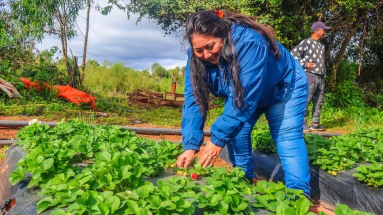 Productores de frutilla de Central se capacitan en técnicas sostenibles y orgánicas