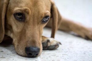 Adolescentes imputados por maltrato animal en Presidente Franco tras video viral