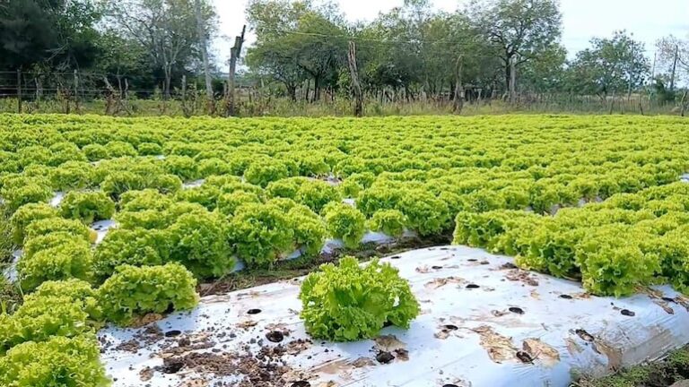 Heladas no impactan producción hortícola en San Juan Bautista, afirma productor