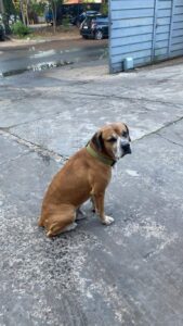 Perro sin hogar se convierte en mascota de la Fiscalía de Delitos Informáticos
