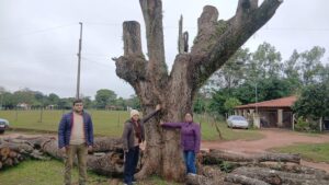 Poda de emblemático tajy en Coronel Oviedo por riesgo a estudiantes