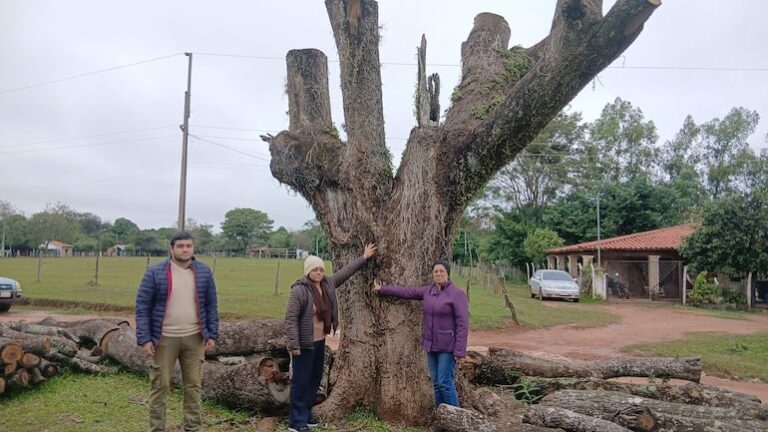 Poda de emblemático tajy en Coronel Oviedo por riesgo a estudiantes