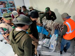 Un tigre de Bengala anda suelto: así fue el fallido rescate de Kenzo con vida en el Estado de México