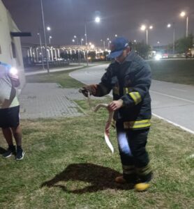 Yarará herida es rescatada por bomberos en Costanera Norte de Asunción