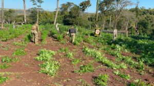 SENAD destruye ocho hectáreas de marihuana en Cerro Corá.
