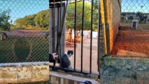Dos prisioneros escapan de la Penitenciaría Regional de Misiones.