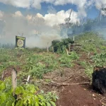 Desmantelan cultivo de marihuana en Cerro Corá, Amambay