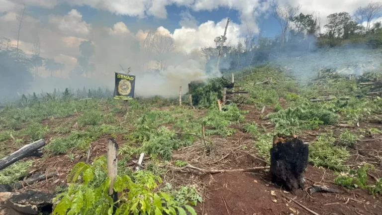 Desmantelan cultivo de marihuana en Cerro Corá, Amambay