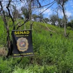 Senad desmantela 46 toneladas de marihuana en Amambay