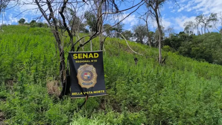 Senad desmantela 46 toneladas de marihuana en Amambay