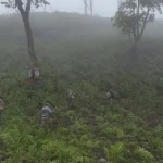 Senad erradica 12 toneladas de marihuana en Amambay